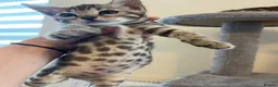 Bengal cats for sale: 7 beautiful pure Bengal Kittens - Advert 16