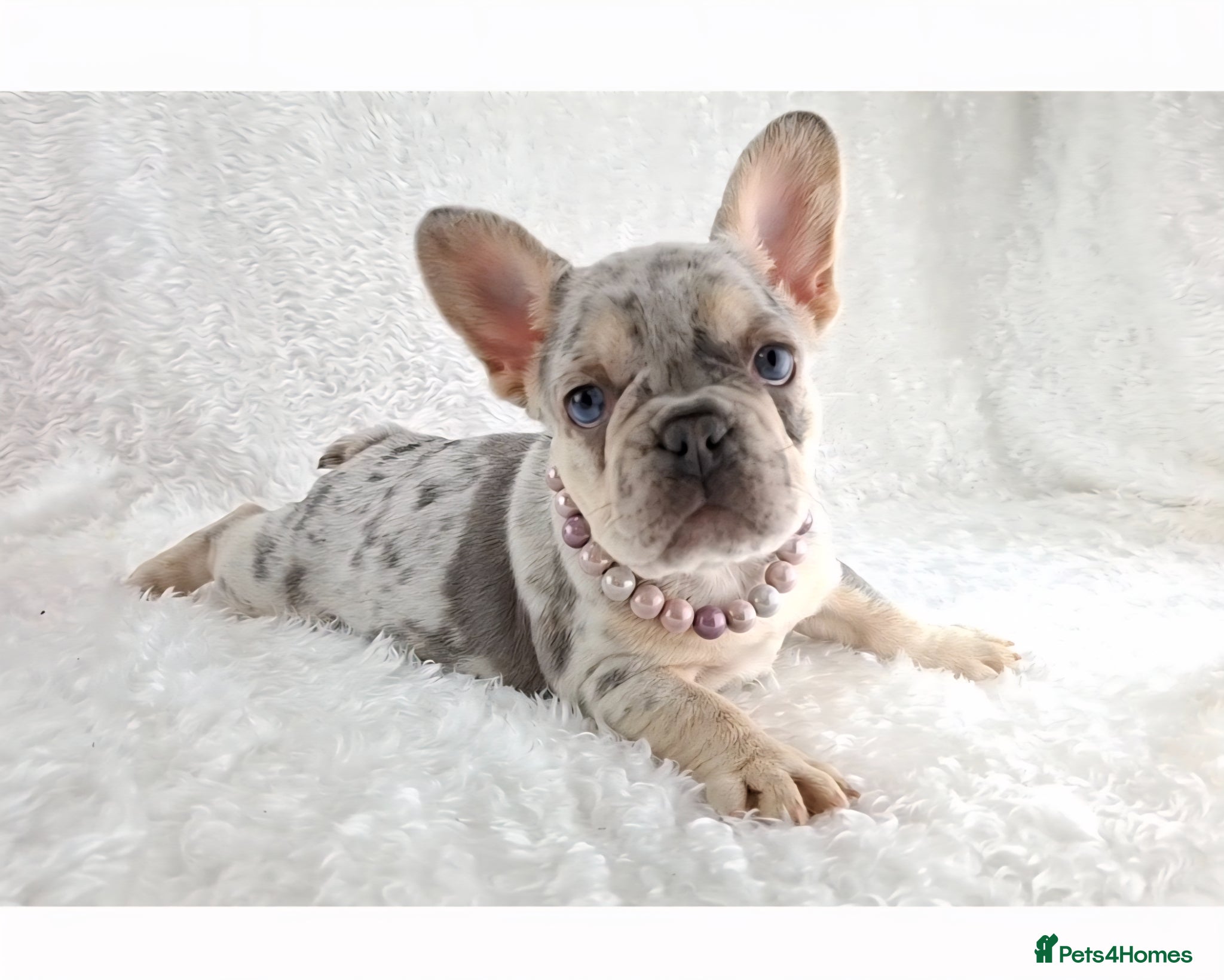 French Bulldog dogs ❣️REDUCED❣️Stunning Quality French Bulldog Puppies - Advert 1