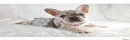 French Bulldog dogs for sale: Stunning Quality French Bulldog Puppies  - Advert 11