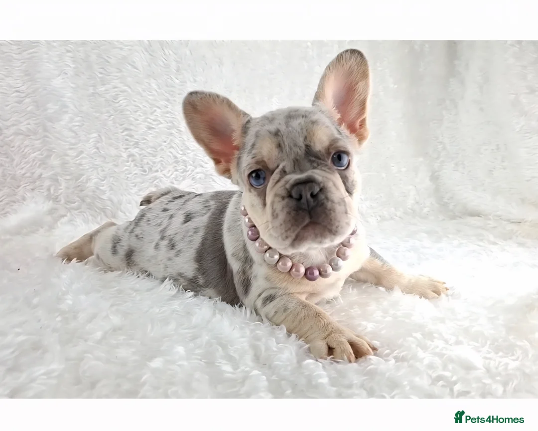 French Bulldog dogs for sale: ❣️REDUCED❣️Stunning Quality French Bulldog Puppies - Advert 1
