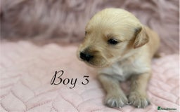 Golden Retriever dogs for sale: Beautiful GR Puppies – No Expense Spared! - Image 7