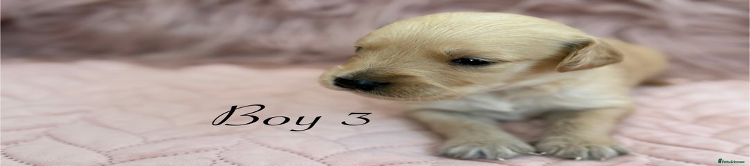Golden Retriever Puppy 3