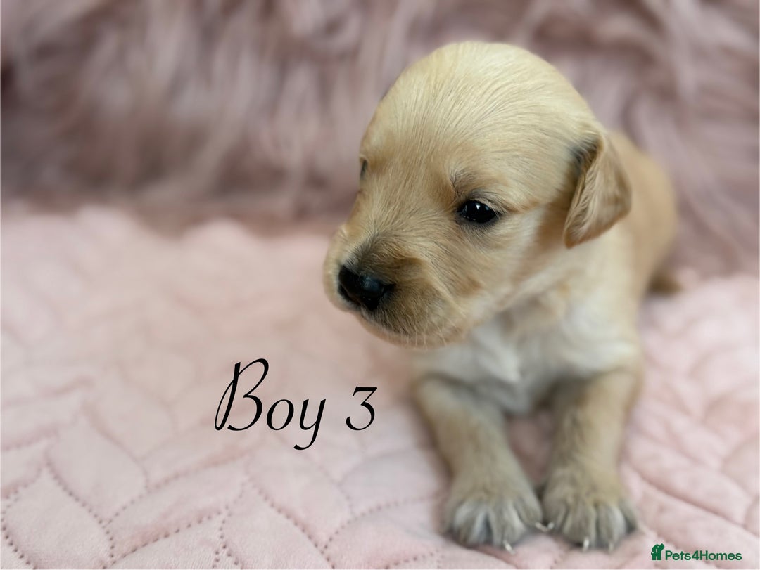 Golden Retriever dogs for sale: Beautiful GR Puppies – No Expense Spared! - Image 7