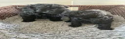 Cavapoo dogs for sale: Lovely Black Cavapoo Puppies - Advert 4