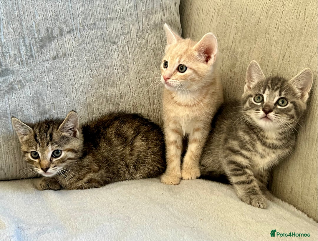 Mixed Breed cats for sale: Beautiful Tabby Kittens For Sale  - Image 2