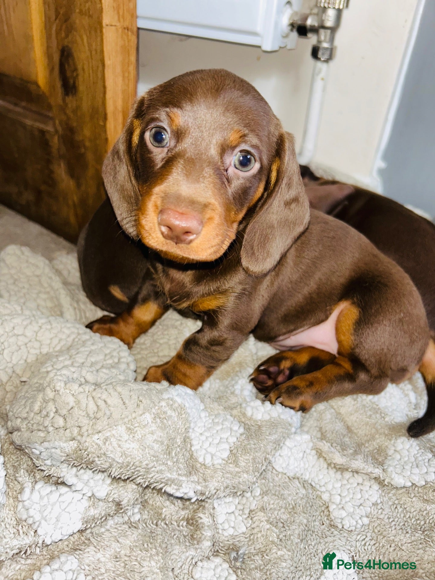 Miniature Dachshund dogs 👑⭐️Quality KC Miniature Dachshunds⭐️👑 - Advert 2