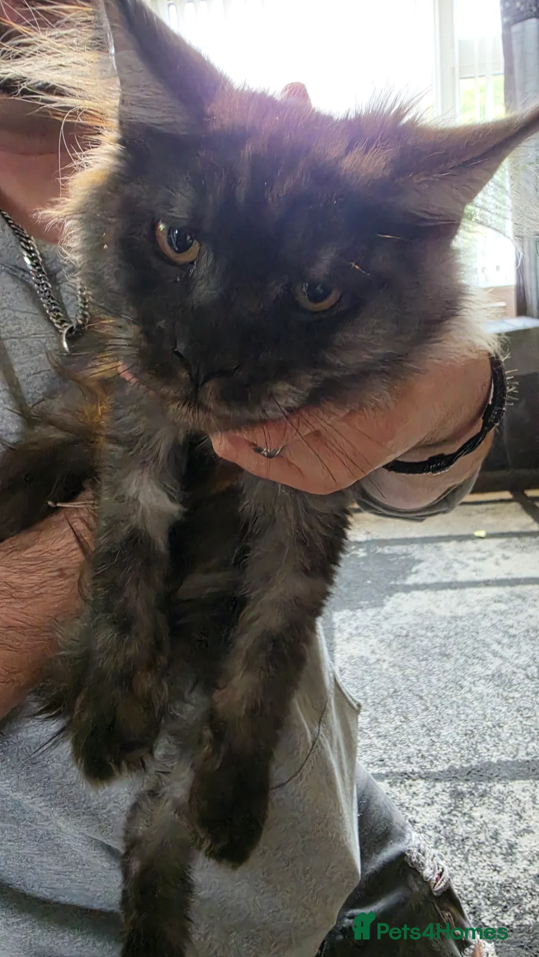 Maine Coon cats for sale: 2 beautiful maincoon kittens  in Ipswich - Advert 2