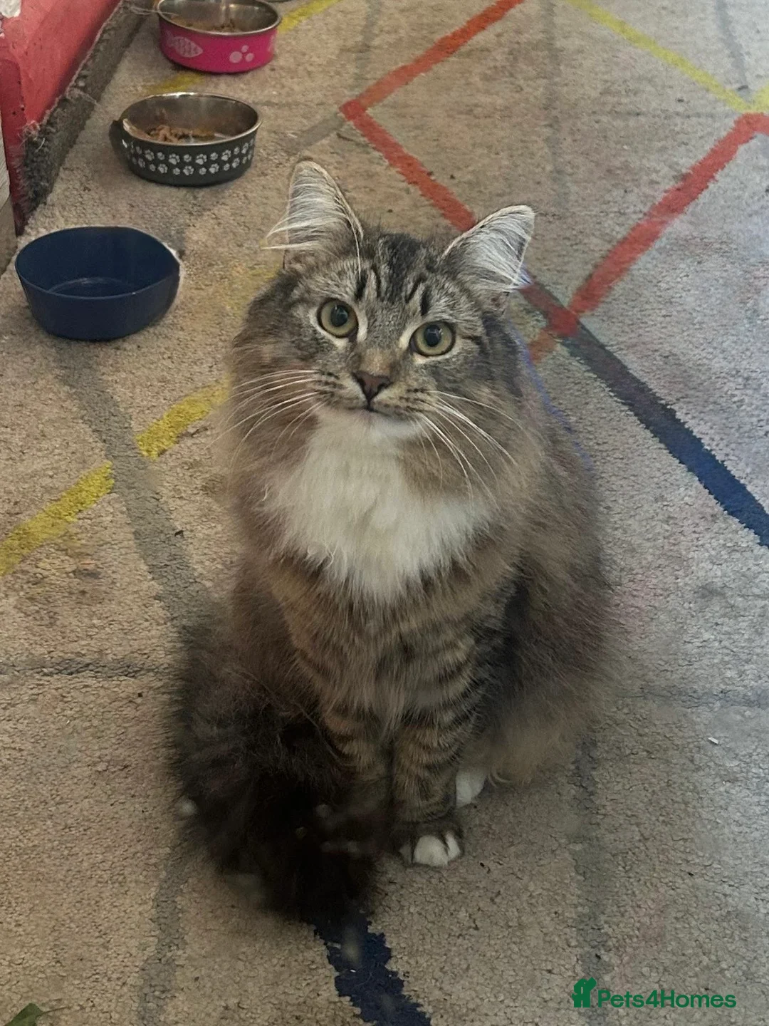 Maine Coon cats for sale: Maine coon/tabby cat for sale in London - Advert 3
