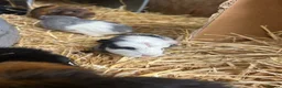 Guinea Pig rodents for sale: Guinea pigs in Ipswich - Advert 12