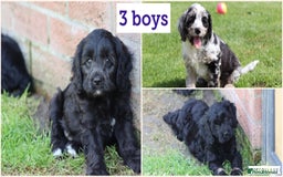 Cavapoo dogs for sale: Beautiful F1 Cavapoo puppies for sale - Image 3