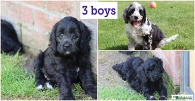 Cavapoo dogs - Advert 3