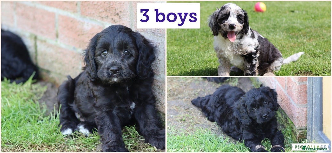 Cavapoo dogs for sale: Beautiful F1 Cavapoo puppies for sale - Image 3
