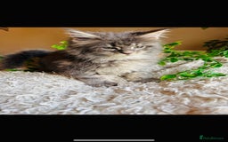 Maine Coon cats for sale: Beautiful GCCF Maine Coon kittens - Advert 16