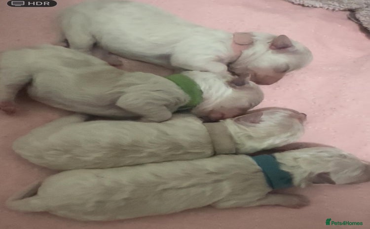 Bichon Frise dogs Bichon Frisee puppies looking for a loving home - Advert 4