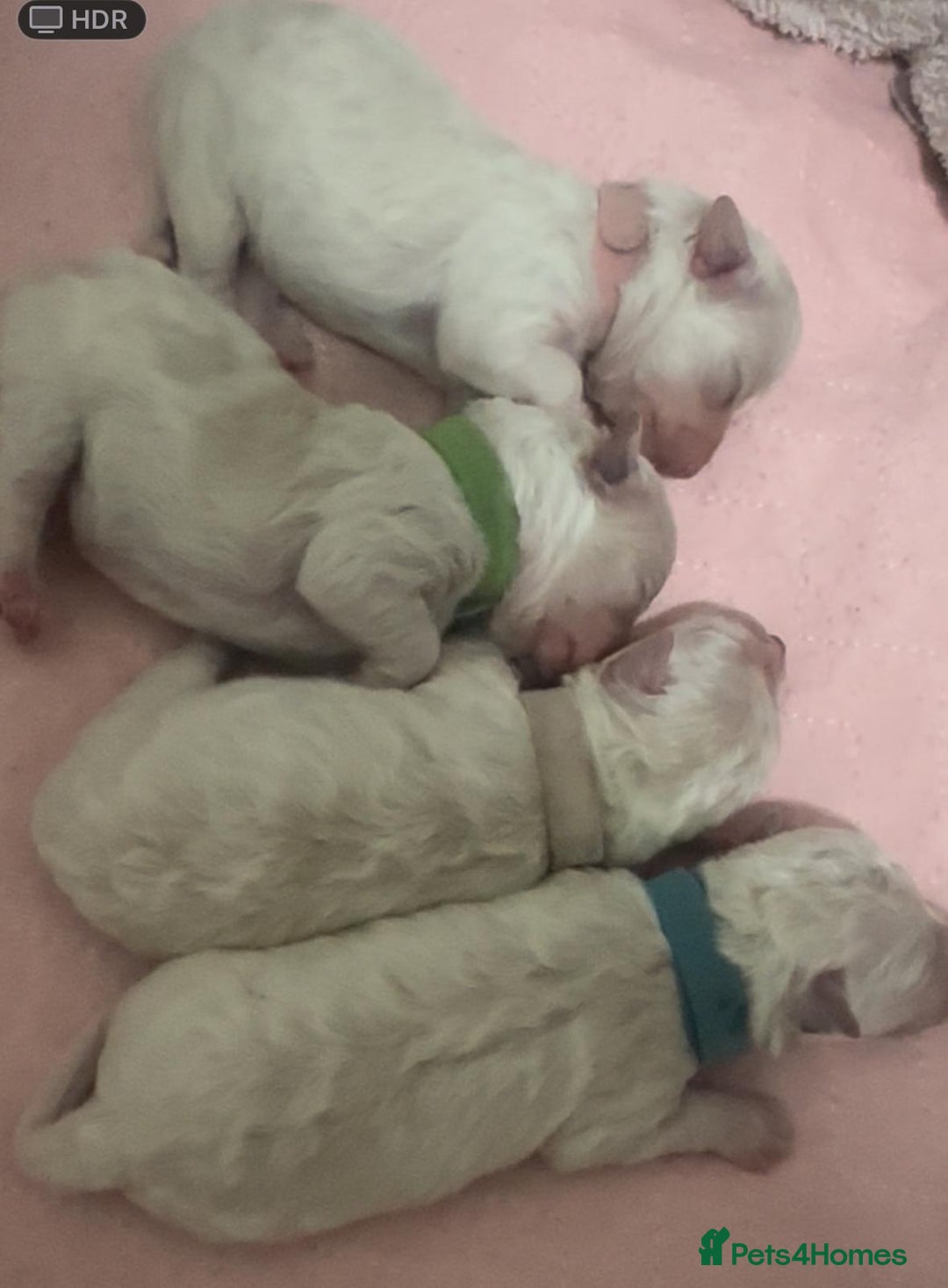 Bichon Frise dogs for sale: Bichon Frisee puppies looking for a loving home - Advert 1