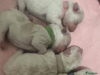 Bichon Frise dogs Bichon Frisee puppies looking for a loving home - Advert 8