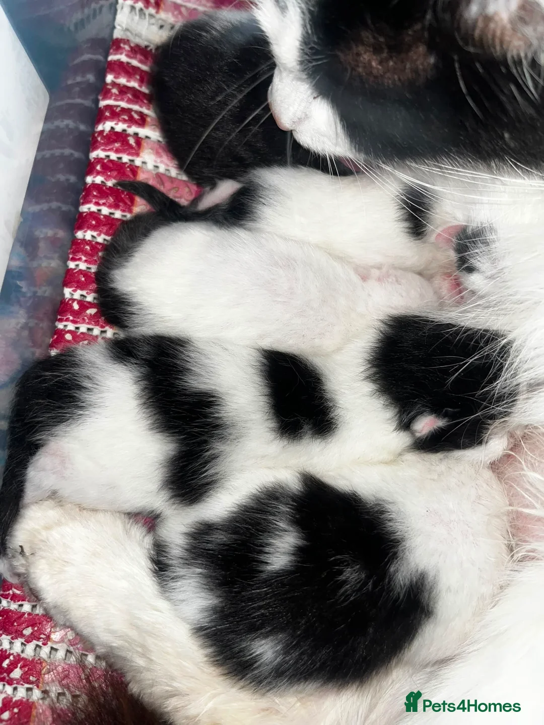 Mixed Breed cats for sale: 6 kittens available  in Willenhall - Advert 2