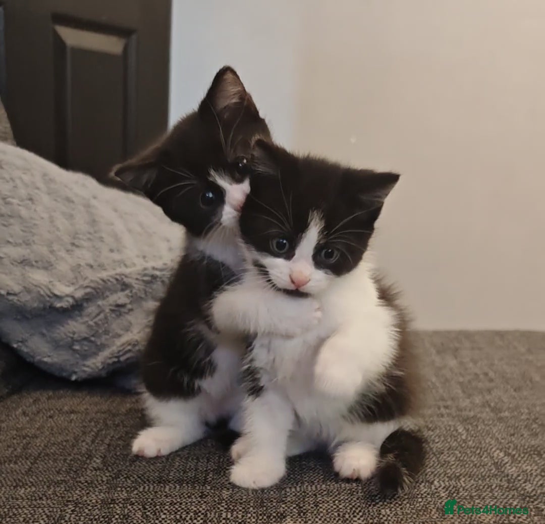 Mixed Breed cats Beautiful kittens for sale 2 male READY TO LEAVE.  - Advert 13