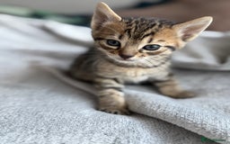 Mixed Breed cats for sale: Adorable Kittens Looking for Their Forever Homes ✨ - Image 5