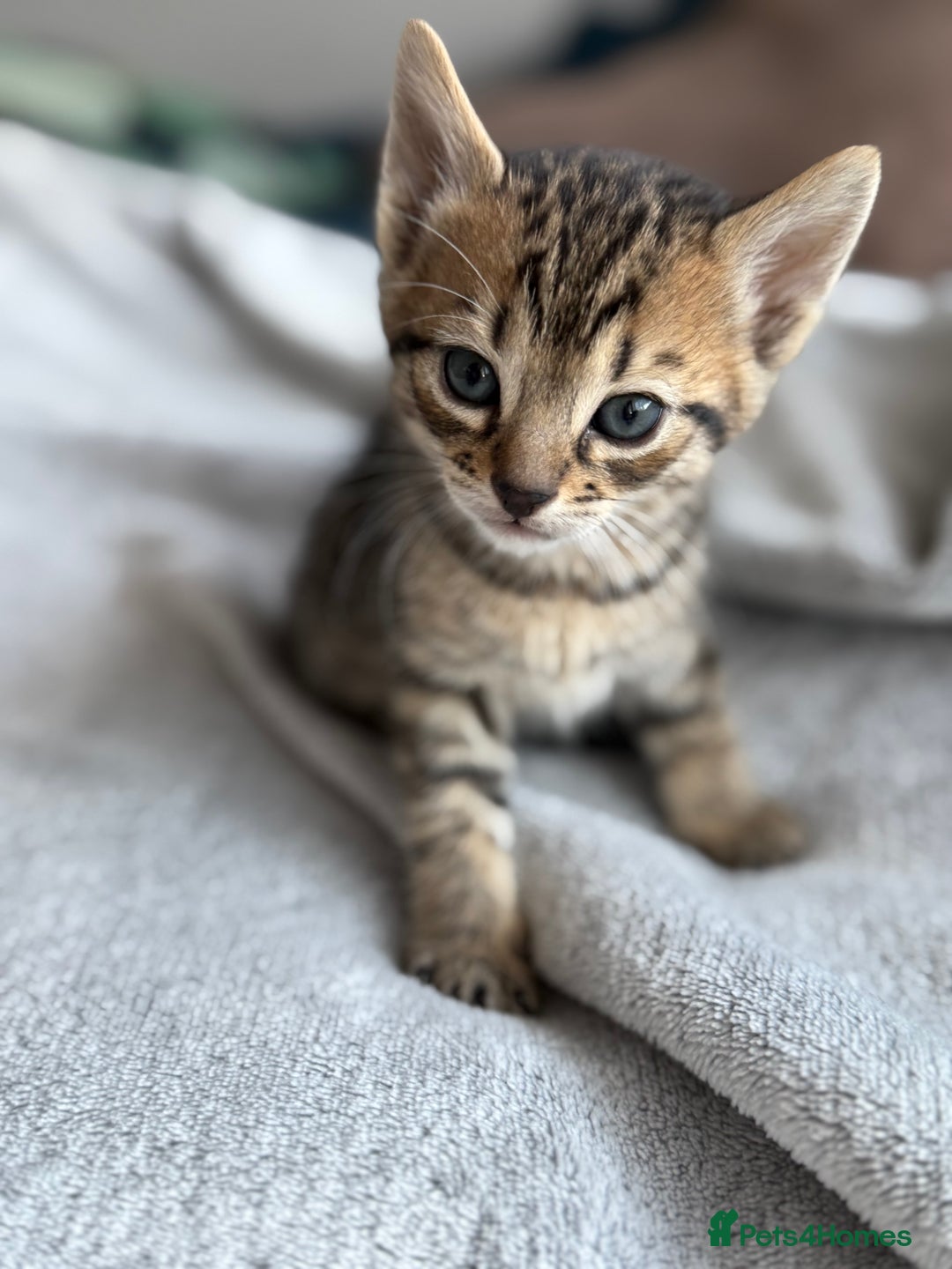 Mixed Breed cats for sale: Adorable Kittens Looking for Their Forever Homes ✨ - Image 5