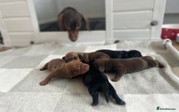 Miniature Dachshund dogs for sale: 1 left KC, PRA Clear, miniature dachshund pups  - Image 2