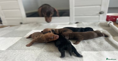 Miniature Dachshund dogs - Advert 16