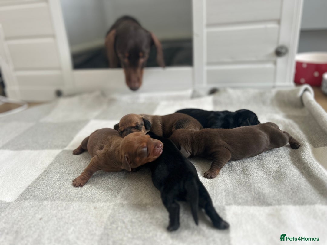 Miniature Dachshund dogs for sale: 1 left KC, PRA Clear, miniature dachshund pups  - Image 2