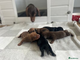 Miniature Dachshund dogs - Advert 1