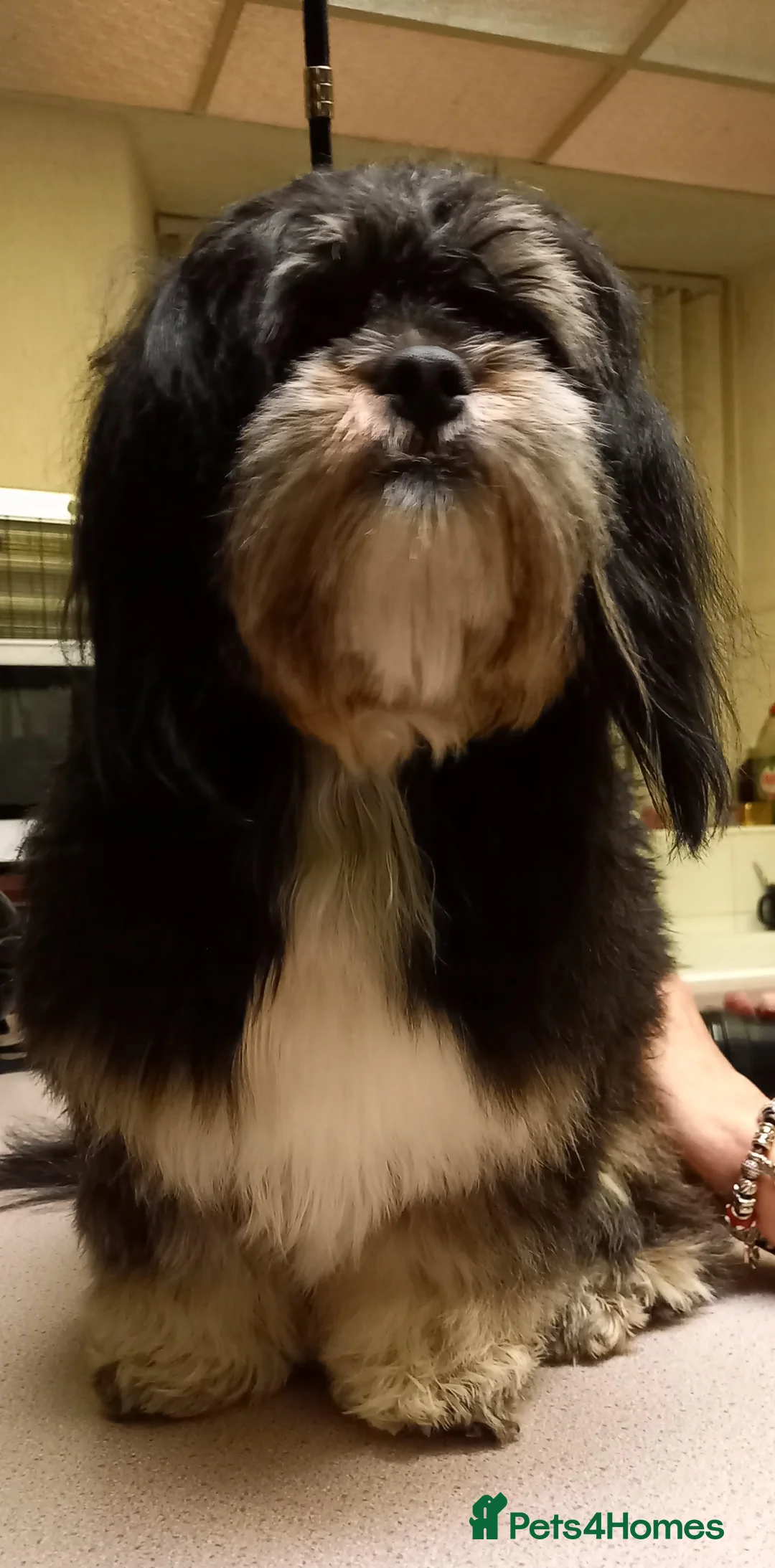 Lhasa Apso dogs for stud: Pedigree male dogs for stud in Sheffield - Advert 4