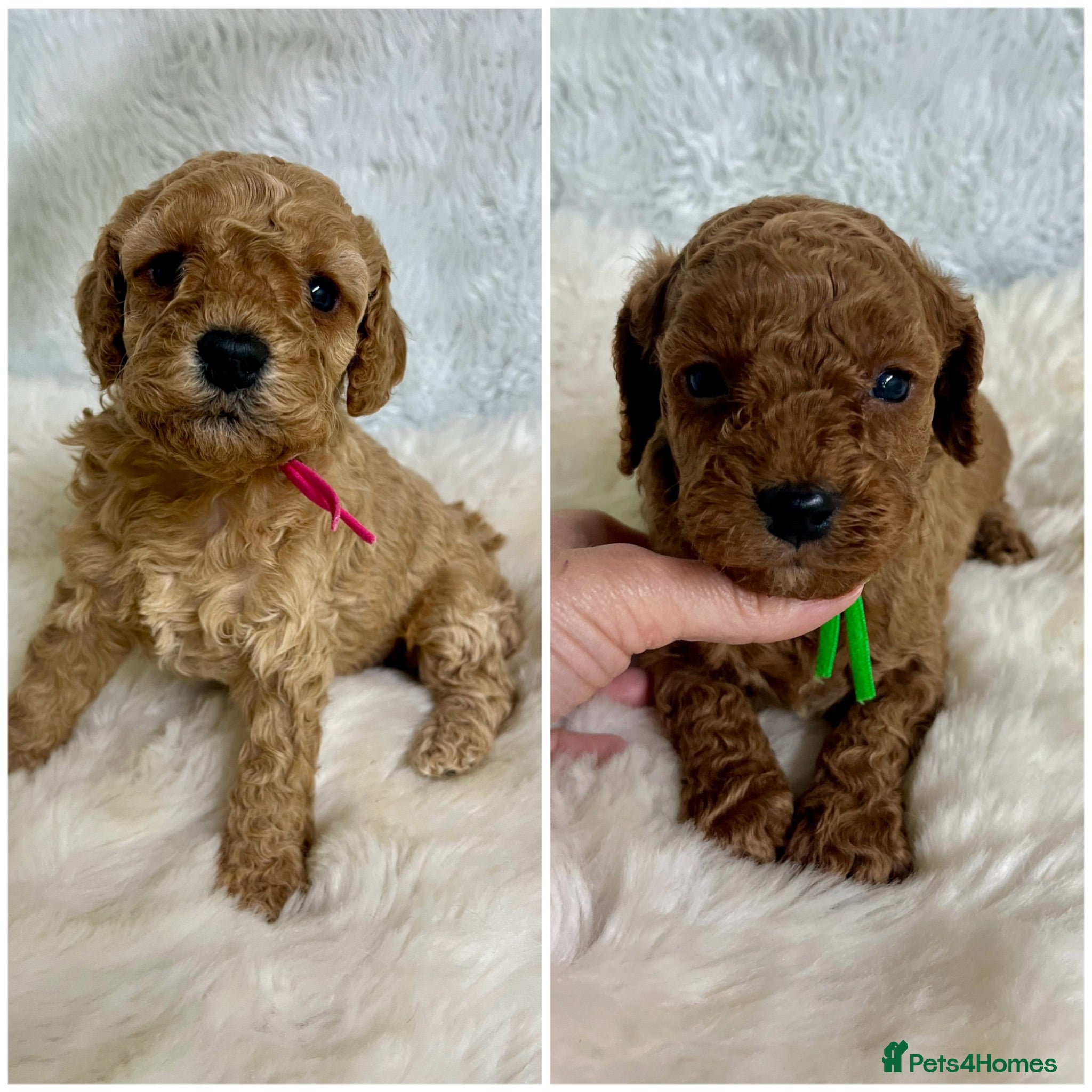Cavapoo dogs Top quality, health tested F1b Cavapoo babies - Advert 11