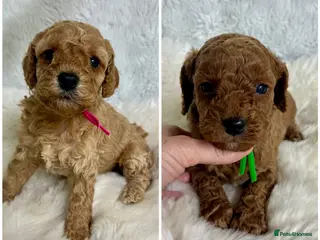 Cavapoo dogs Top quality, health tested F1b Cavapoo babies - Advert 1
