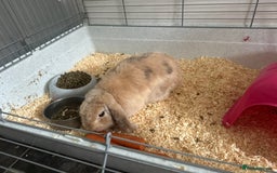 German Lop rabbits for sale: Holland Lop (Free to good home) - Image 3