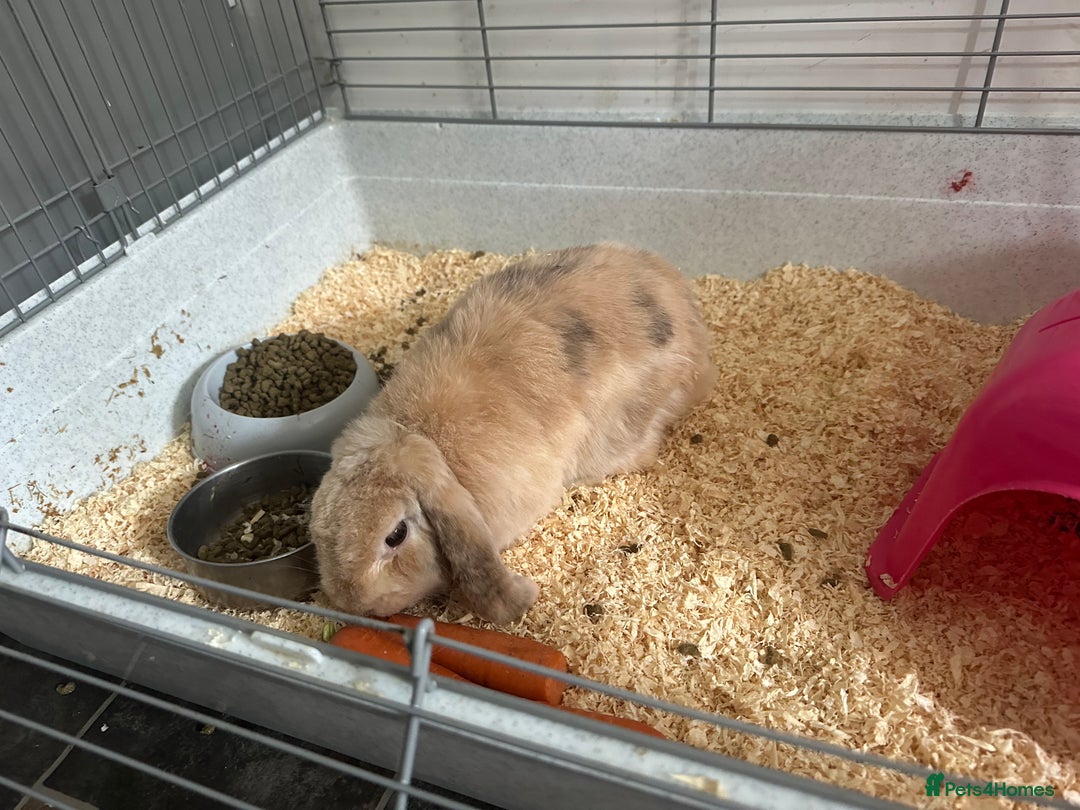 German Lop rabbits for sale: Holland Lop (Free to good home) - Image 3