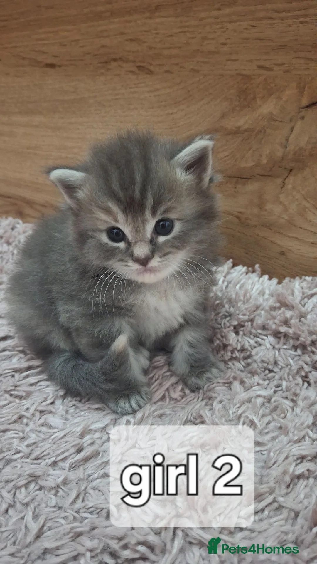 Mixed Breed cats for sale: Maine coon/ ragdolls - Advert 12