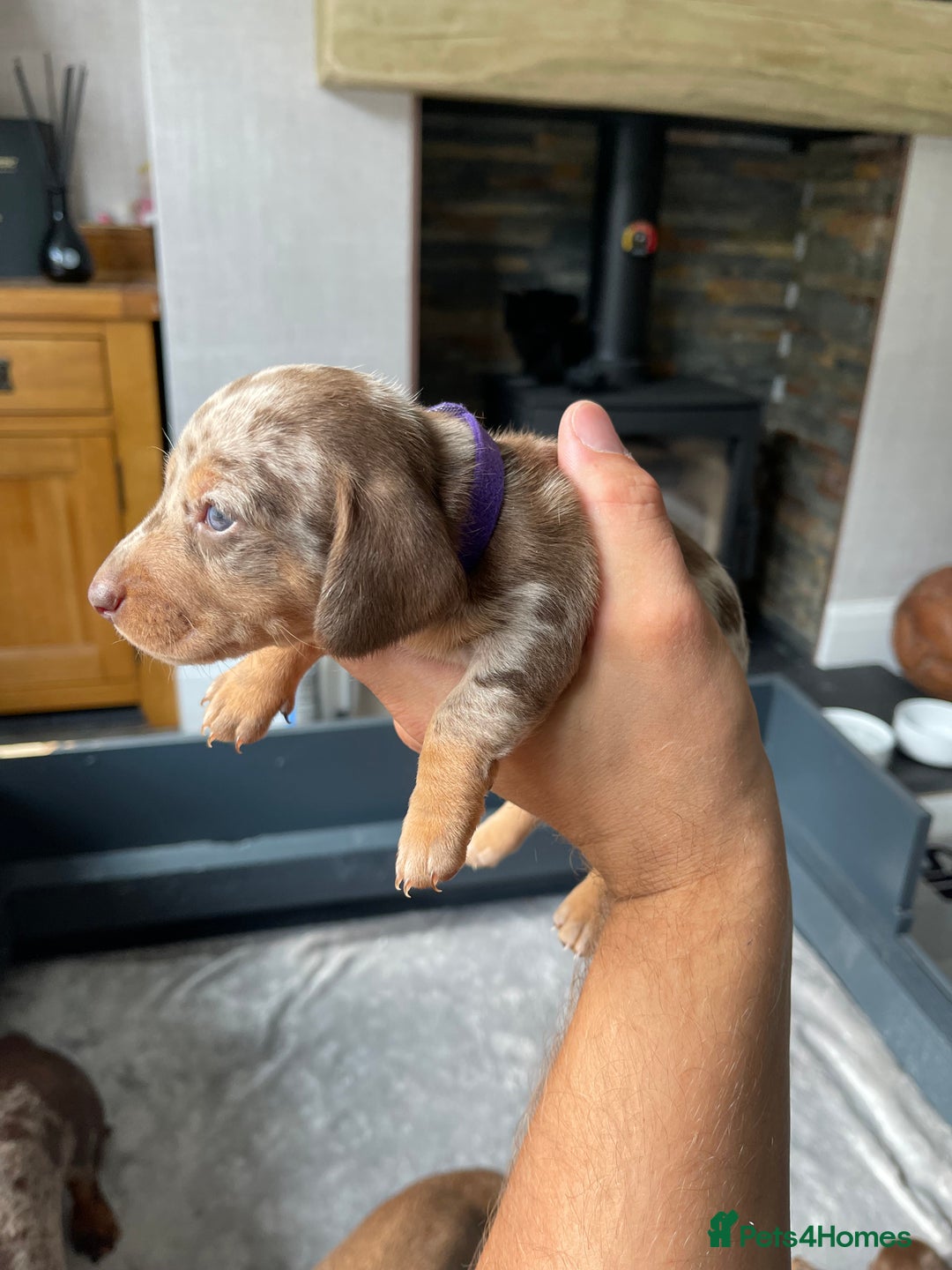 Miniature Dachshund dogs for sale: 🐾READY TO LEAVE NEXT WEEK🐾 - Image 18