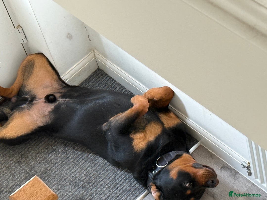 Rottweiler dogs for stud: Handsome Rottweiler Stud - West Midlands - Image 2