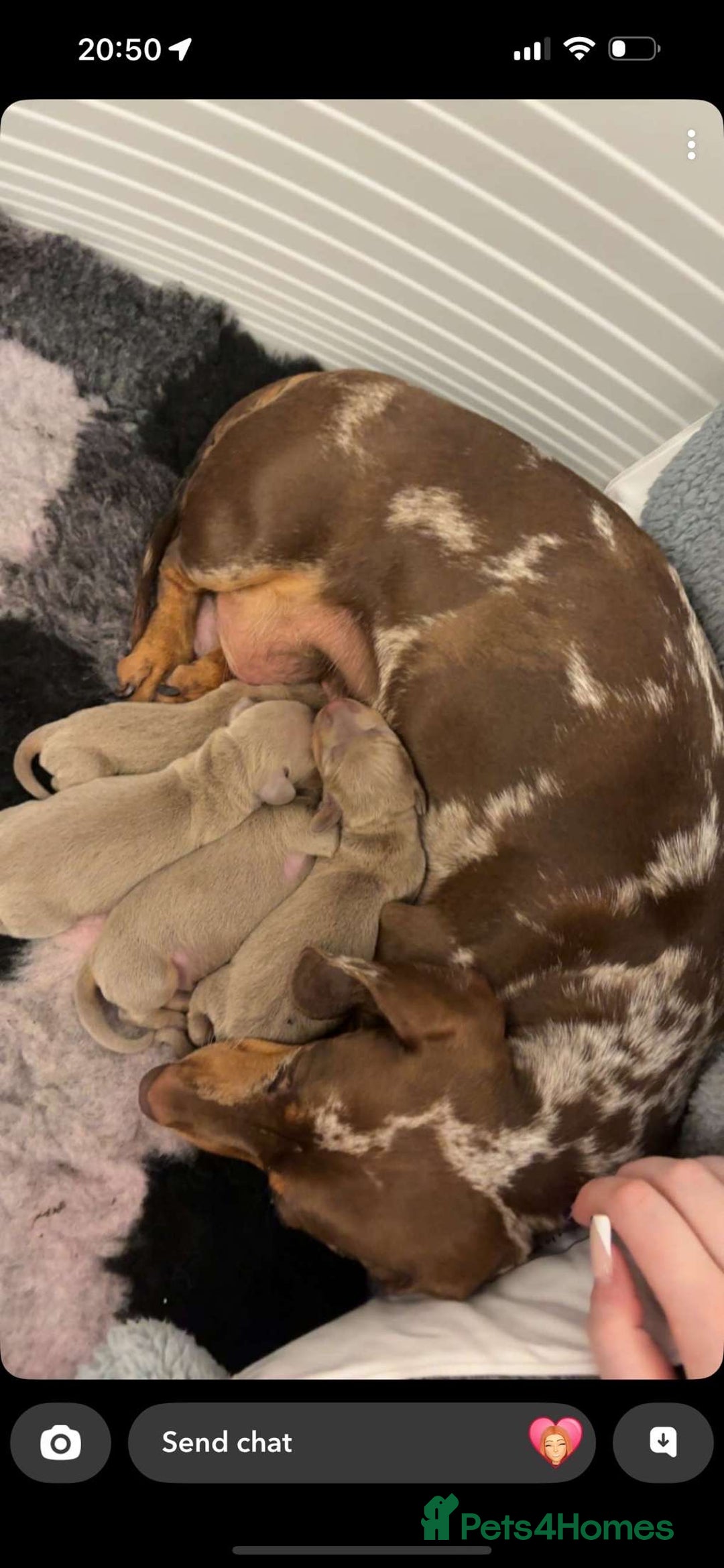 Miniature Dachshund dogs for sale: Miniature dachshund - Image 5