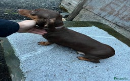 Dachshund dogs for sale: Miniature dachshund - Image 12