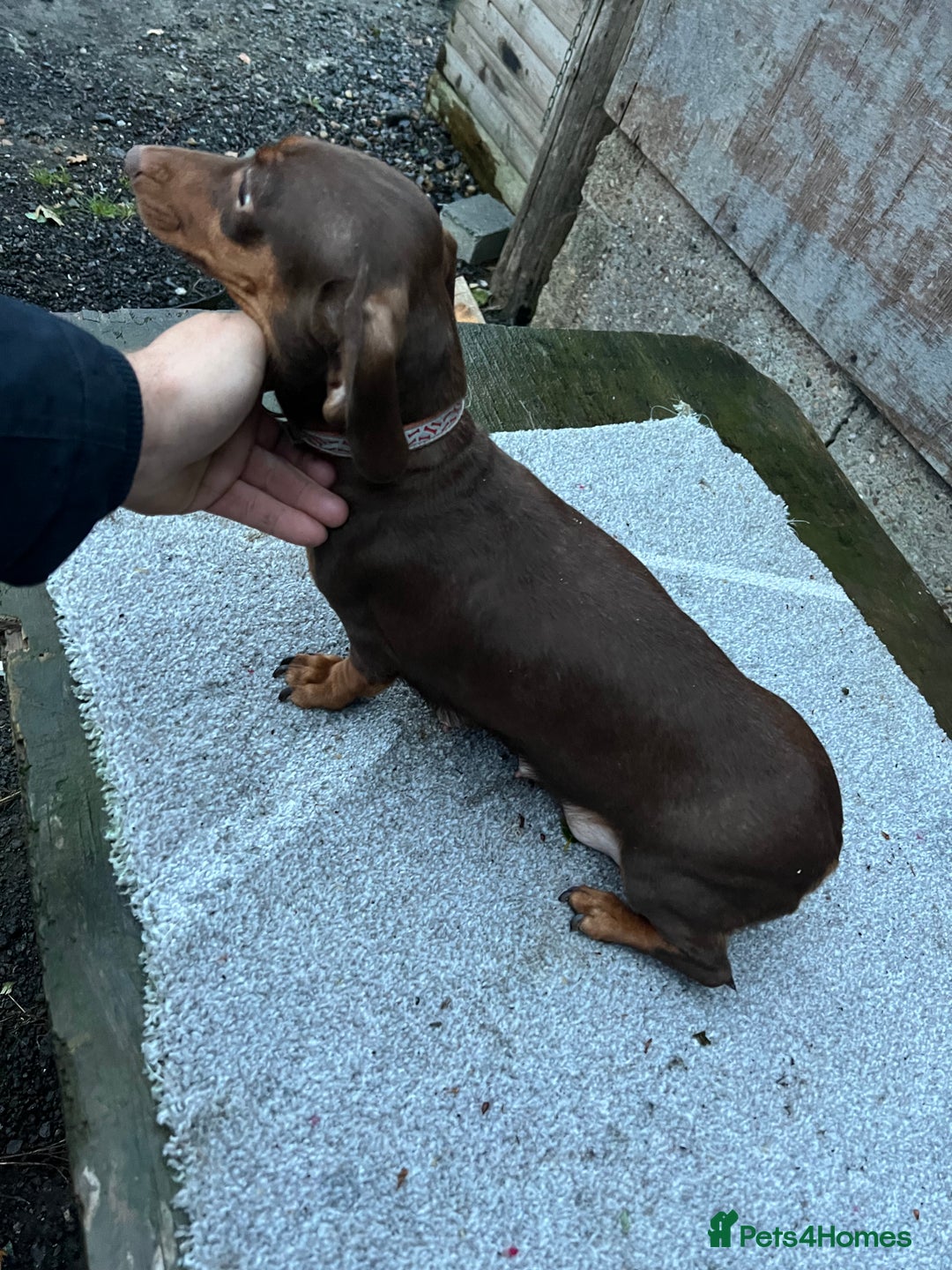 Dachshund dogs for sale: Miniature dachshund - Image 12