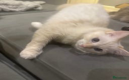 Ragdoll cats for sale: Beautiful 8 Month Old Ragdolls – Loving Homes Only - Image 8