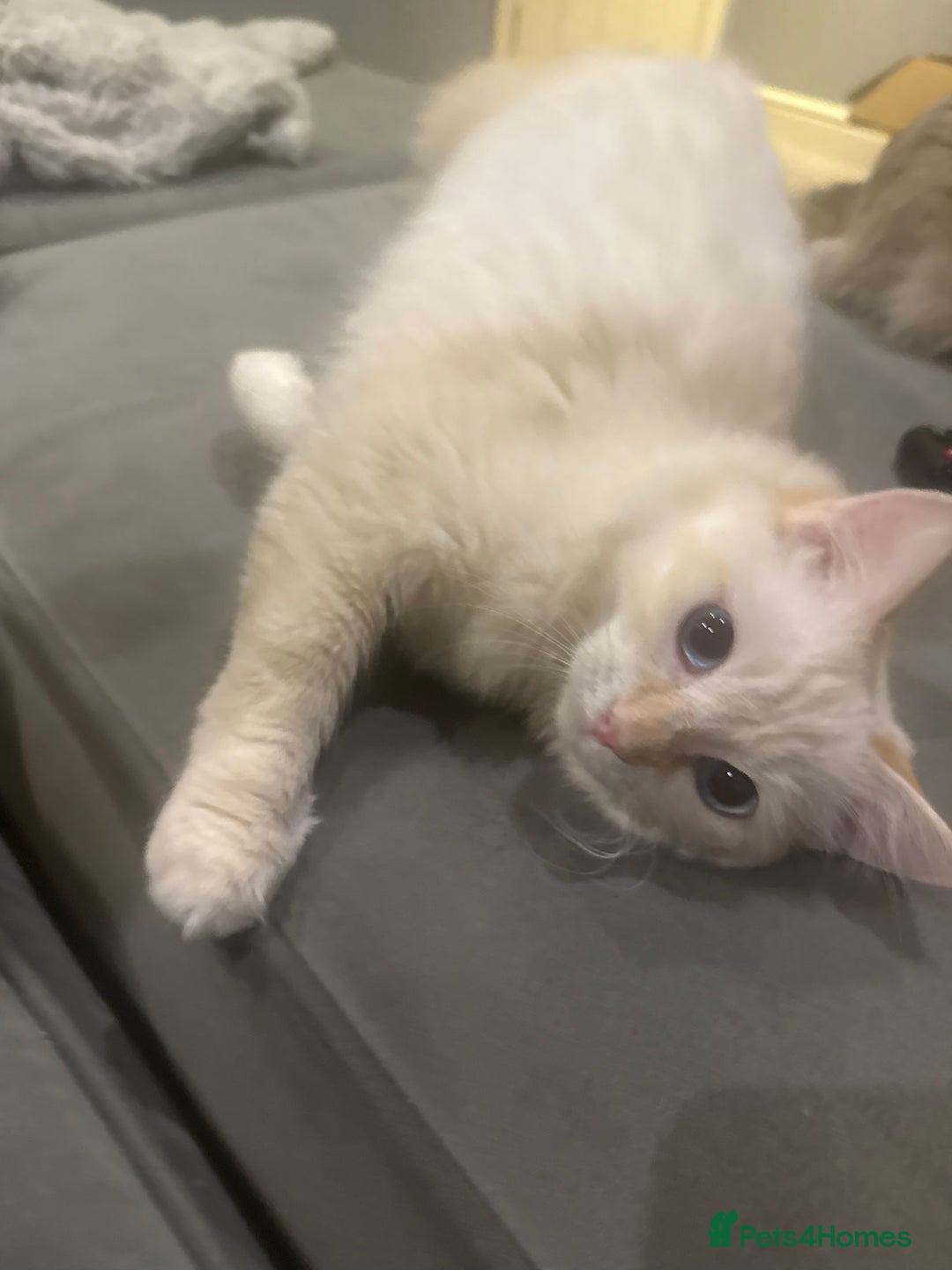 Ragdoll cats for sale: Beautiful 8 Month Old Ragdolls – Loving Homes Only - Image 8