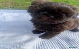 Shih Tzu dogs for sale: Imperial Shihtzu puppies - Image 2