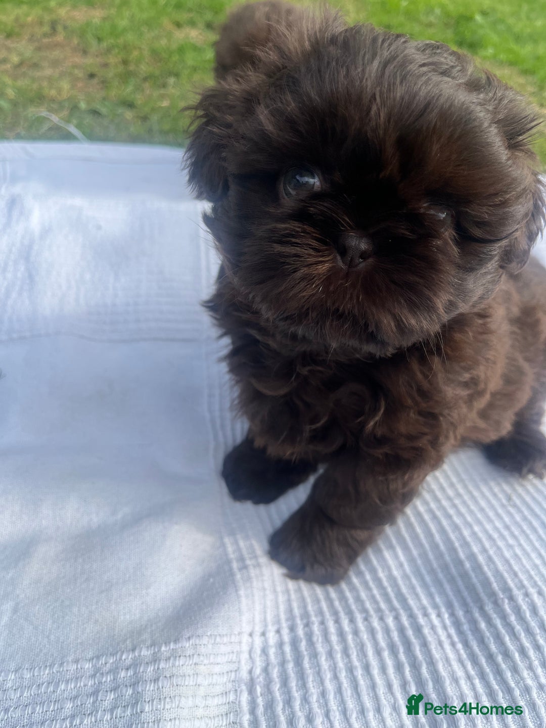 Shih Tzu dogs for sale: Imperial Shihtzu puppies - Image 2