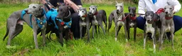 Whippet dogs for stud: Eidynrock Sangoma with Silkspun ,Sportingbred.X in Glasgow - Advert 20
