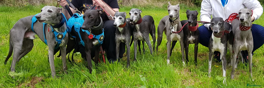 Whippet dogs for stud: Eidynrock Sangoma with Silkspun ,Sportingbred.X in Glasgow - Advert 20