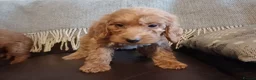 Cockapoo dogs for sale: Cockapoo puppies for sale - Advert 19