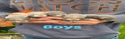 Ferret rodents for sale: Baby ferrets  - Advert 6