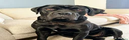 Cane Corso dogs for sale: Scooby needs his forever home  - Advert 2