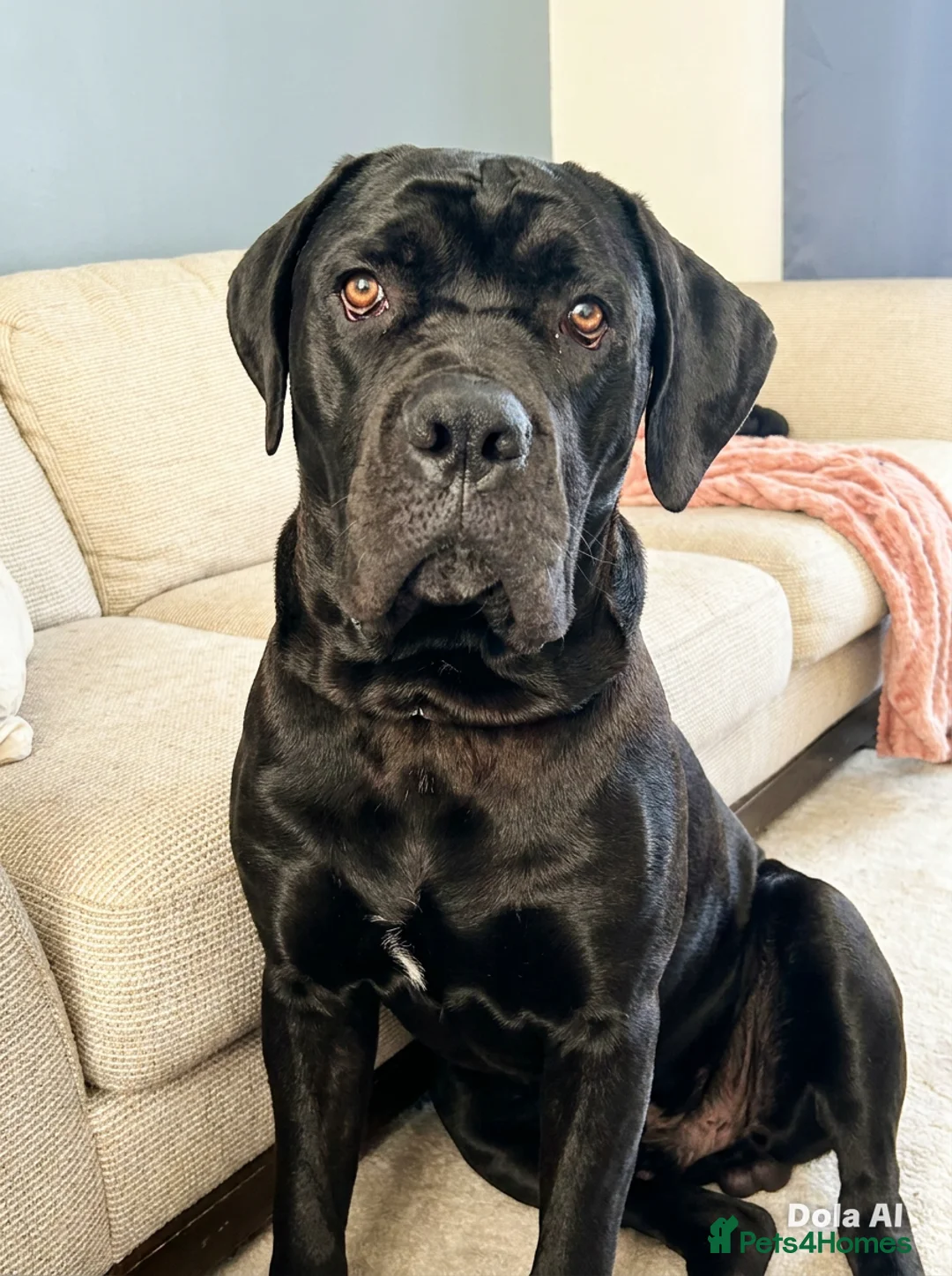 Cane Corso dogs for sale: Scooby needs his forever home  - Advert 2