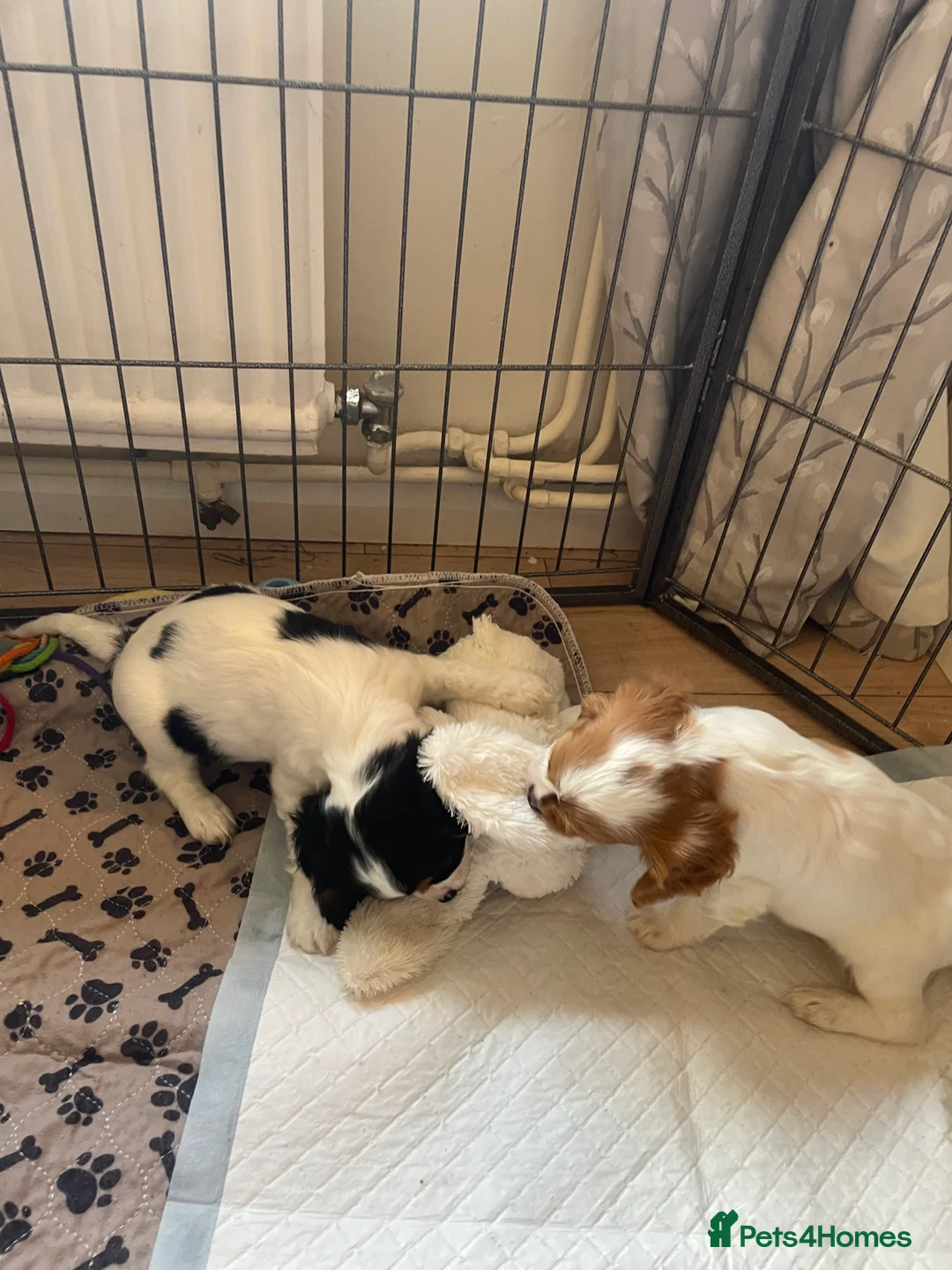 Cavalier King Charles Spaniel dogs for sale: Beautiful two puppies left ready now :)  - Advert 2